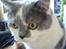 British Shorthair DK Hentzel's Milli R.I.P.