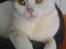 British Shorthair Dk Hentzel's Nuller 11 år