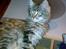Maine Coon Nuller