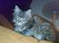 Maine Coon Nuller