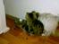 Maine Coon Nuller - Dumme hund