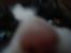 Huskat LilleMis - min snude ! ! ! ! ! ! !