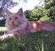 Maine Coon Herkules