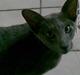 Orientaler Rocky