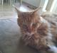 Maine Coon DK Brightcoons arcki