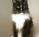 Maine Coon Sajuni's Bilbo Baggins