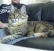 Maine Coon Nala