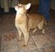 Abyssinier Alisia