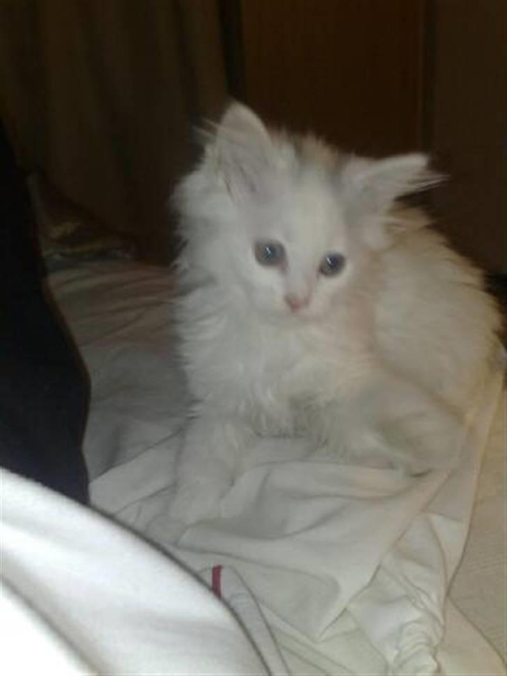 Perser Laura - 2007-2011 billede 4