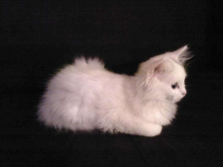 Perser Laura - 2007-2011 billede 5