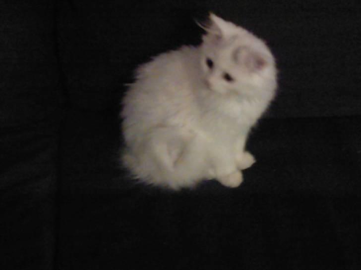 Perser Laura - 2007-2011 billede 6