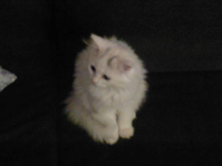 Perser Laura - 2007-2011 billede 7