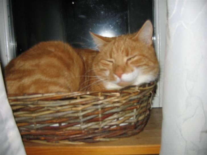 Huskat Rødbeden (Smukke) billede 10