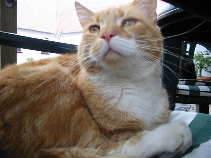 Huskat Rødbeden (Smukke) billede 11