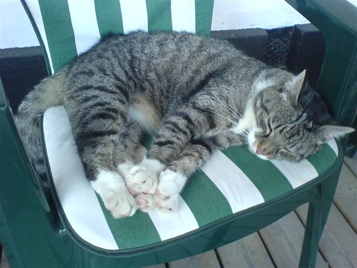 Huskat Krutte (Killing) billede 14