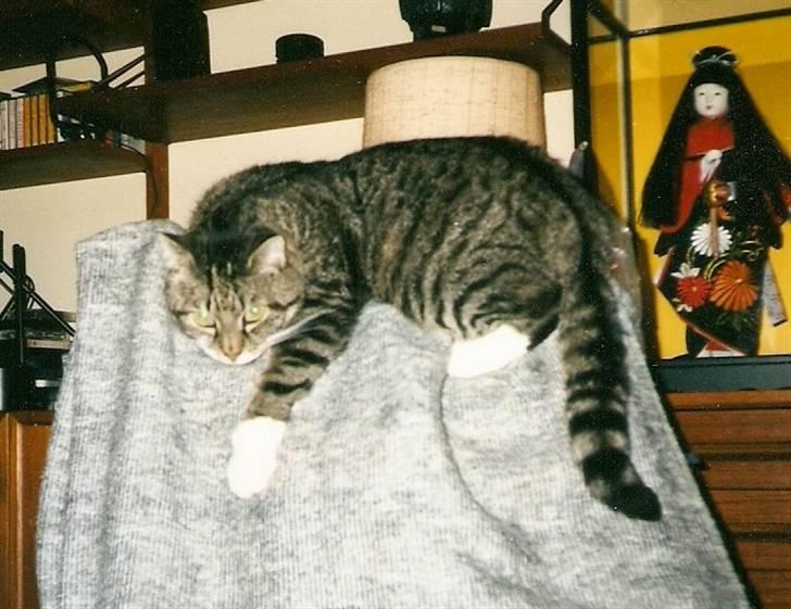 Huskat Krutte (Killing) billede 15