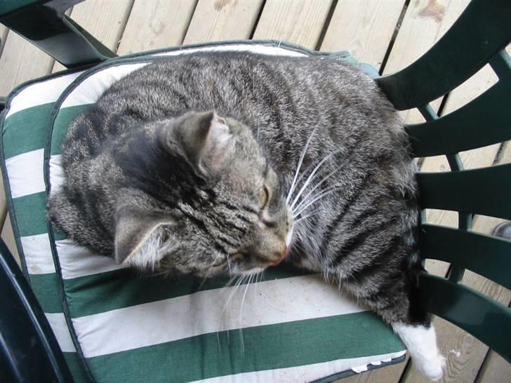 Huskat Krutte (Killing) billede 16