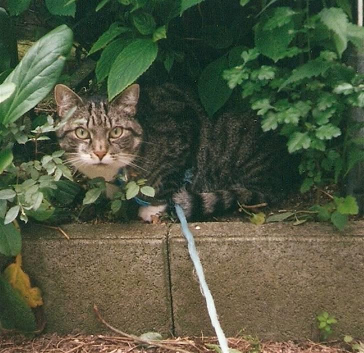 Huskat Krutte (Killing) billede 17