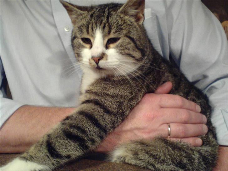 Huskat Stribe billede 12