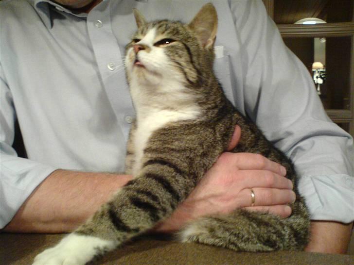 Huskat Stribe billede 13