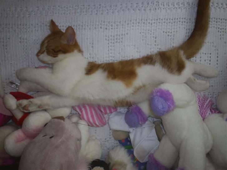 Blanding af racer Cosmo (DØD) - nårh.. du ligger og putter dig sødt. billede 1