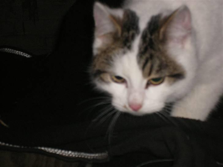 Blanding af racer buster - var der noget mad ?? billede 2