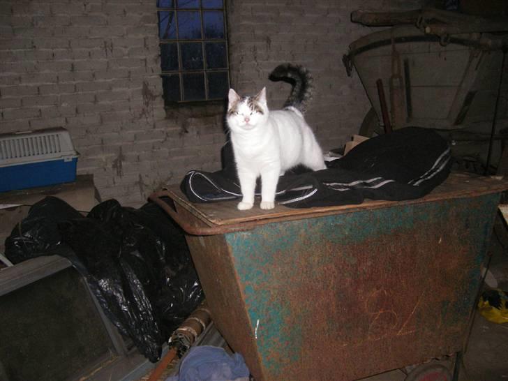 Blanding af racer buster - åååååååhh sig at jeg er lækker billede 3