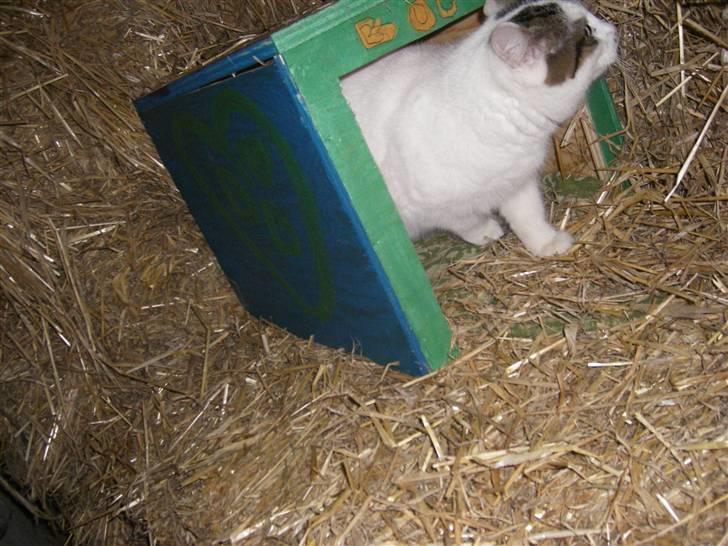 Blanding af racer buster - hmmm det var vist lille søster der faldt ned fra høet, IGEN  billede 4