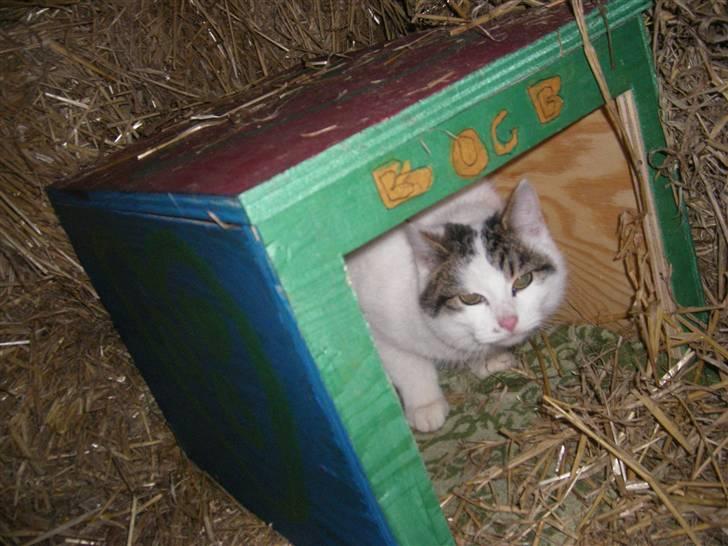 Blanding af racer buster - gemmer mig så jeg kan tage mor på fersk gerning når hun haelder mad op ??  billede 5