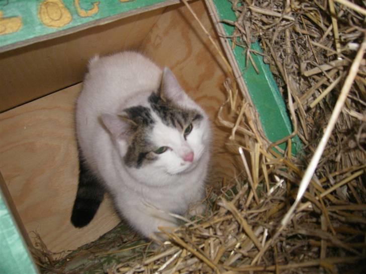 Blanding af racer buster - så det nu !! spring fram og ÆÆÆÆDDDDD billede 6