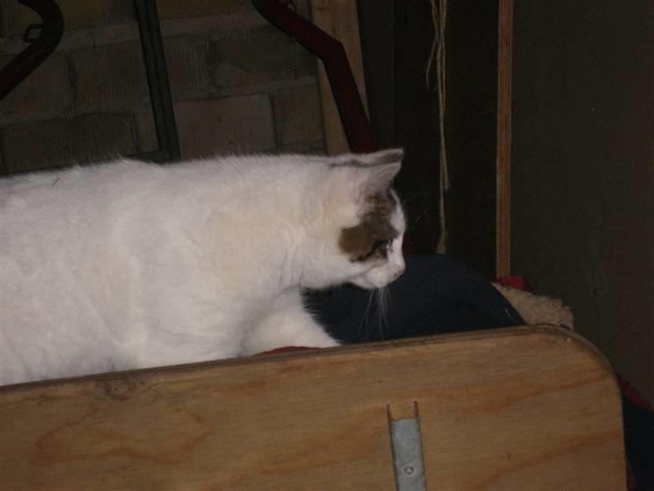 Blanding af racer buster - hov jeg tror at bambi (søster) er der nede ? billede 7