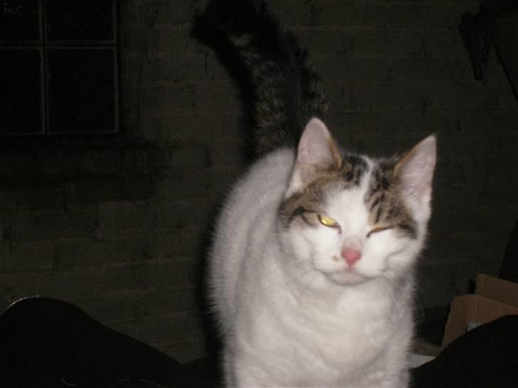 Blanding af racer buster - spinder lige igen  billede 8