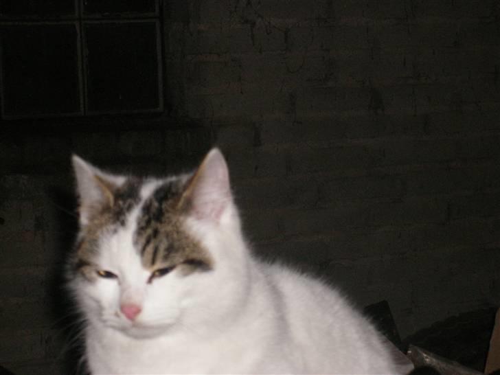 Blanding af racer buster - er jeg ikke fiiiiiiiiiiiiiiiiiiiiiiiiiiiiiiiiiiiiiiiiiiiin ? billede 9