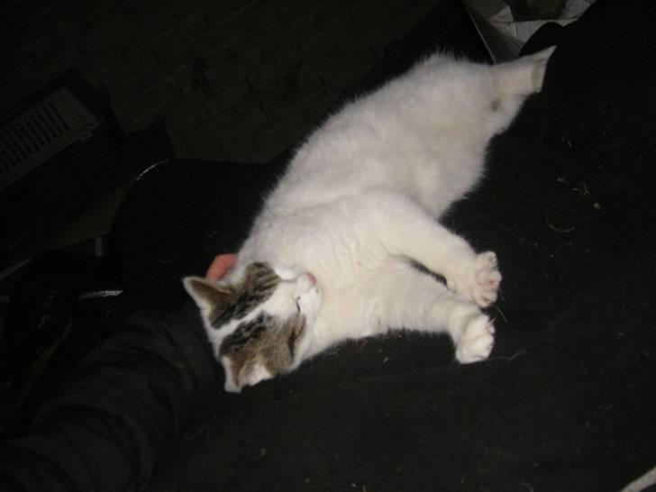 Blanding af racer buster - er jeg ikke bare lækker ? billede 10