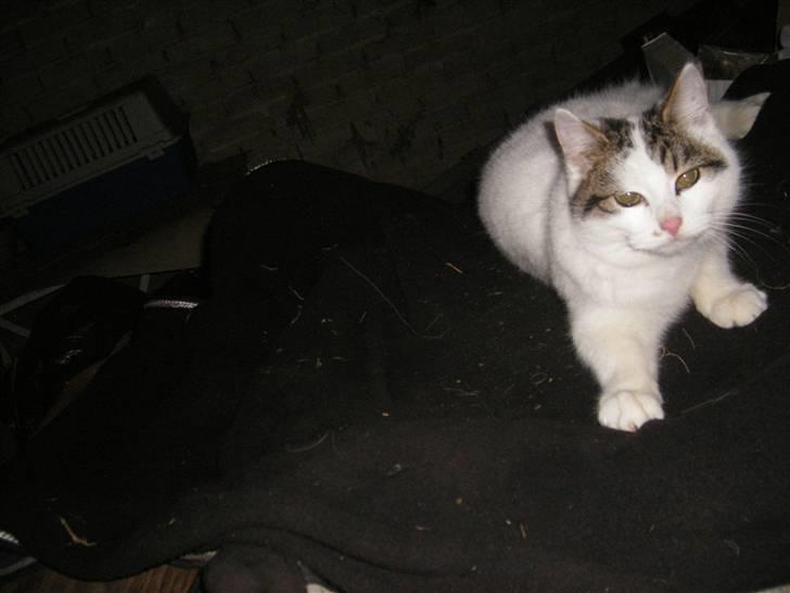 Blanding af racer buster - æææææ hvorfor holder du de der pauser med at klø mig ? billede 11