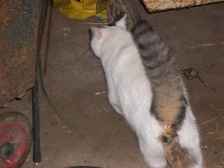 Blanding af racer buster - når smutter lige igen 8) billede 13