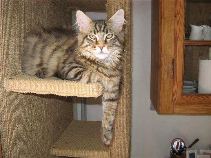 Maine Coon Tiger - her jeg så.... billede 1