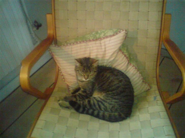 Huskat molly(væk) billede 1