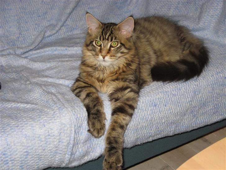 Maine Coon Tiger - hejza billede 2