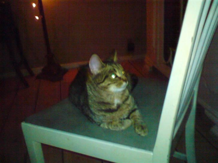 Huskat molly(væk) billede 2