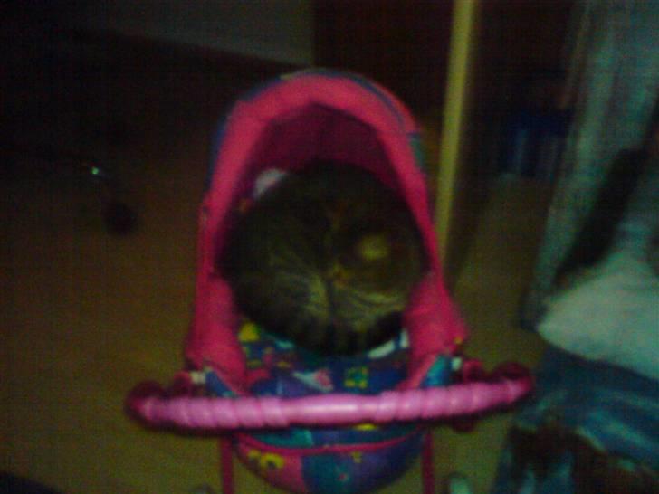 Huskat molly(væk) billede 3