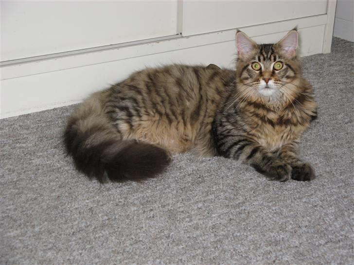 Maine Coon Tiger billede 3