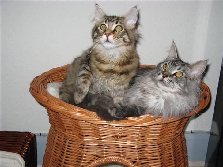 Maine Coon Tiger billede 4