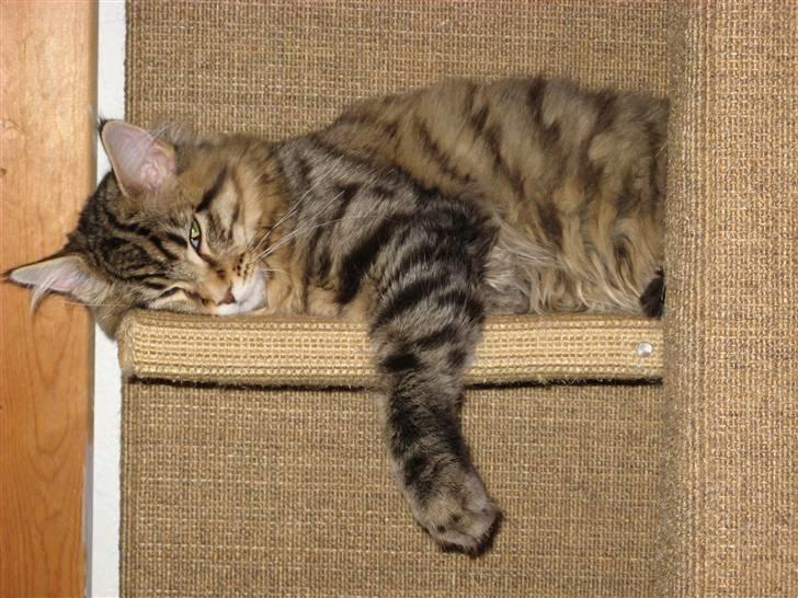 Maine Coon Tiger billede 5