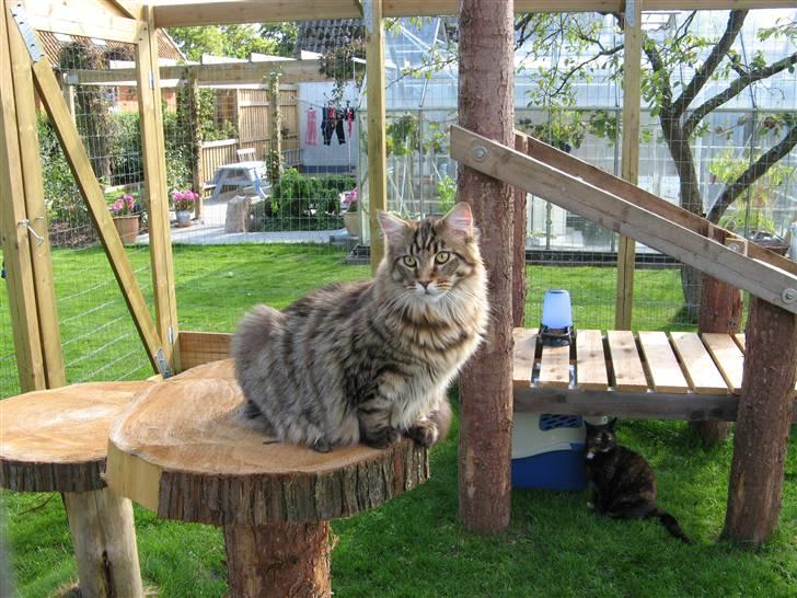 Maine Coon Tiger billede 6