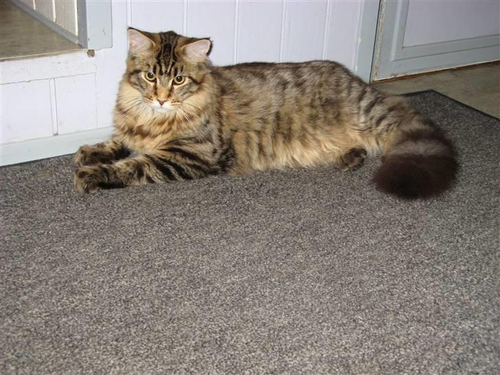 Maine Coon Tiger billede 7