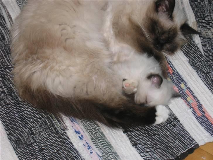 Hellig Birma Con Meo´s Xantia - ligger med sin killing Morris billede 3