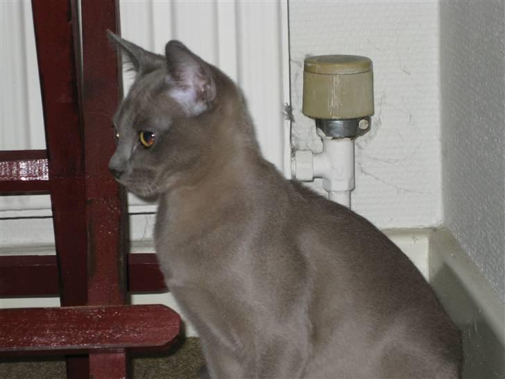 Burmeser Carenso's Balder/Whisky - Smukke Whisky billede 7