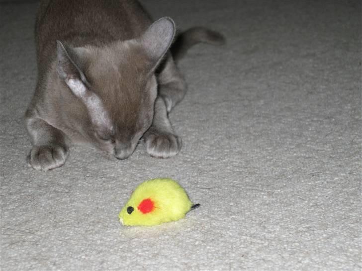 Burmeser Carenso's Balder/Whisky - Ja jeg er skam eminent musefanger billede 8