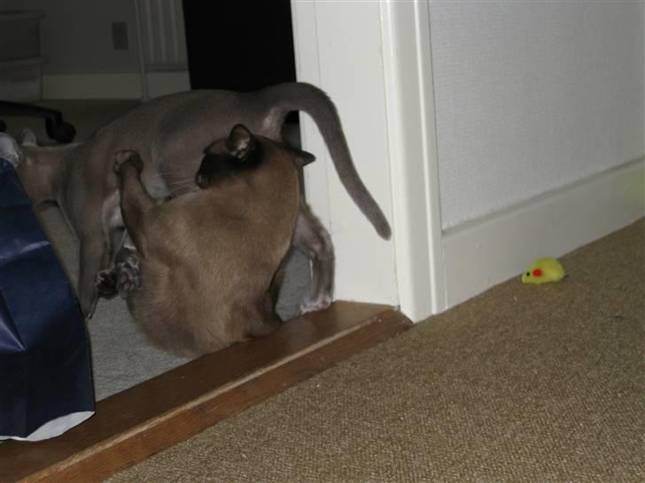 Burmeser Carenso's Balder/Whisky - Her leger jeg med min nye "storebror" Lillemand billede 9